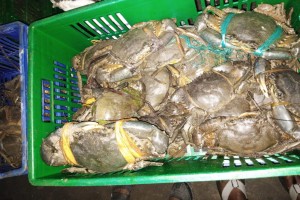 Live Crab from Somalia